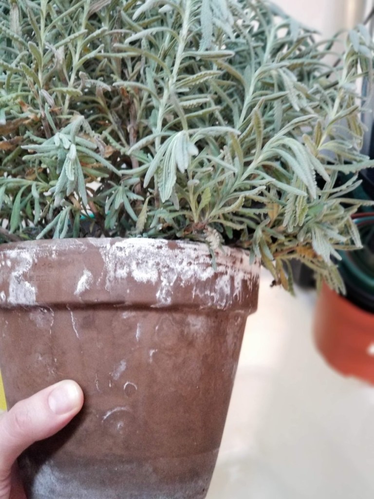 Houseplants Littleton Country Gardeners